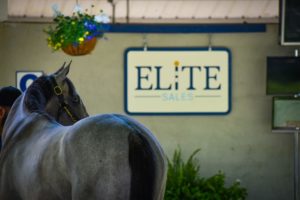 Fasig-Tipton 2019 July HORA Sale horse