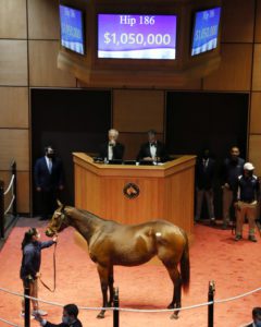 Mirth Sale Hip 186