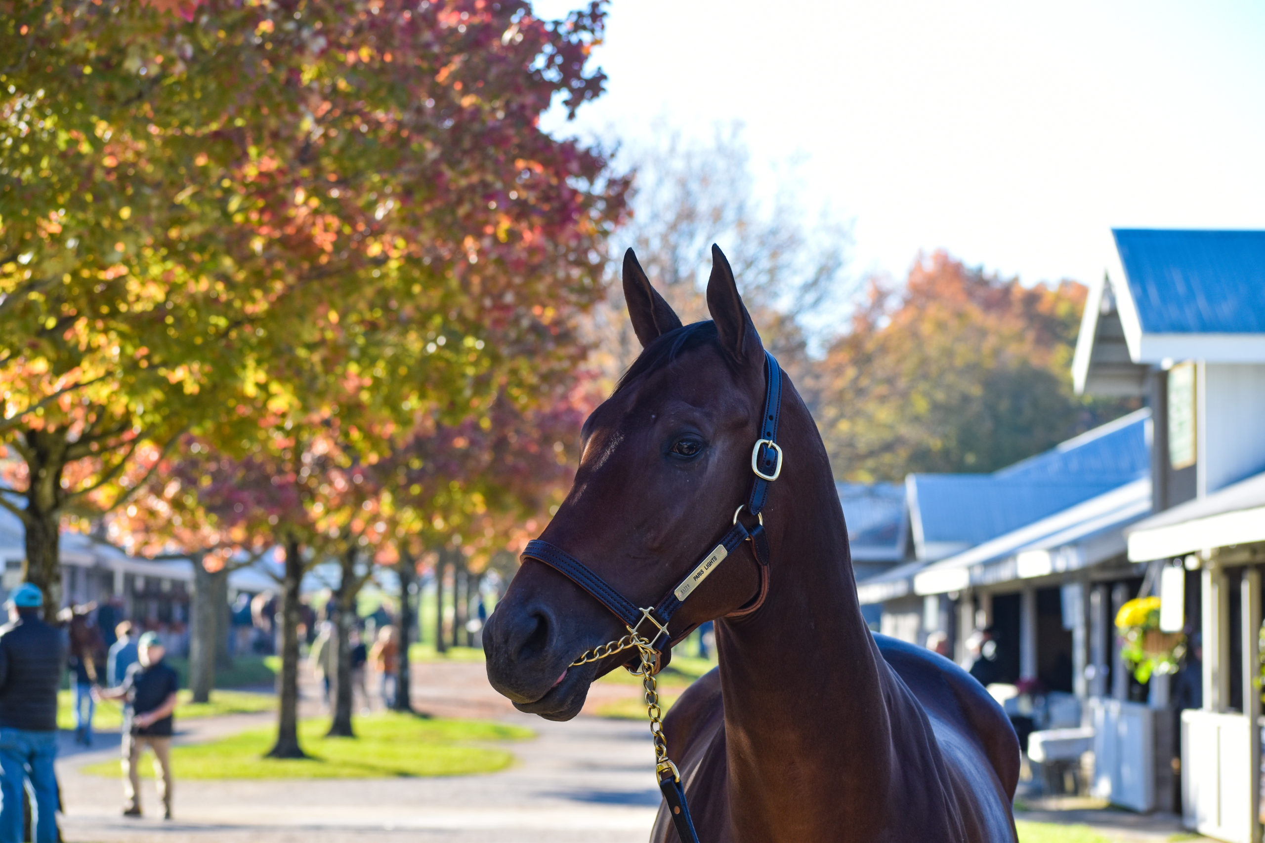 Keeneland to Host April 'Horses of Racing Age' Sale Elite Sales