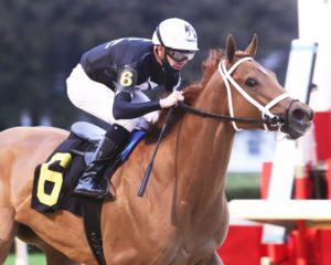Monomoy Girl