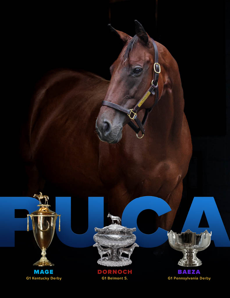 Puca